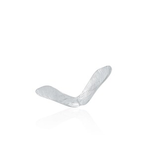 May include: A delicate, translucent, white maple seed, also known as a helicopter seed, with a delicate, intricate vein pattern. The seed is isolated on a white background.
