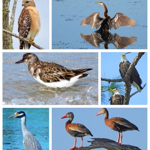 Florida Birds 1 Cartes de voeux photo Cartes de correspondance vierges - Lot de 8 photos fait main avec enveloppe - Photographie de Floride