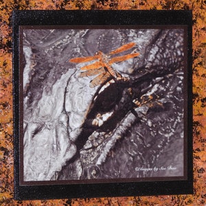 DragonEye, Florida Alligator & Dragonfly, Mounted Framed Photograph ©images by Sue Dew