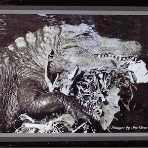 以下が含まれることがあります： 黒と白の額装されたアートワーク。3つのアリゲーターの画像が特徴です。上の画像は口を開けたアリゲーター、中央の画像は水中の2匹のアリゲーター、下の画像は獲物を持つアリゲーターです。「Images by Sue Dew」と書かれています。