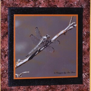 Incognito - Great Blue Skimmer DragonFly, Mounted Framed Photograph ©images by Sue Dew