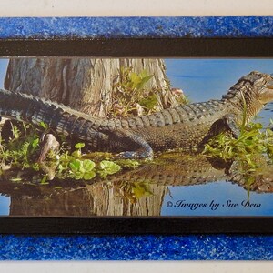 May include: A framed photograph of an alligator in a swampy area. The alligator is partially submerged in the water and its reflection is visible. The photograph is framed in a black frame with a blue border.