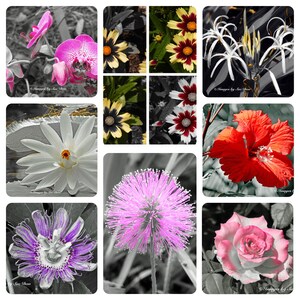 Florida Blumen Foto Grußkarten Blank - handgemachtes 8er-Set mit Umschlag - Fotografie aus Florida