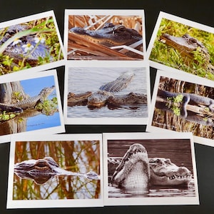 Alligators de Floride, Gator Lovers, cartes de voeux photo, cartes de correspondance vierges, lot de 8, fait main, avec enveloppe, photographie de Floride