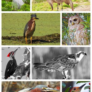 Florida Birds 2 cartes de voeux photo cartes de correspondance vierges - lot de 8 avec enveloppe fait main - photographie de Floride