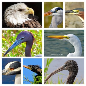 Florida Beaky Birds Foto Grußkarten Nachricht Karten Rohling - handgemachtes Set von 8 w / Umschlag - Fotografie aus Florida