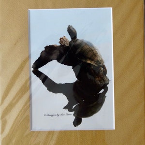 Turtle Photography Florida &quot;Shadow&quot; Slider Turtle in Florida 5x7 Photo in 8x10 Matt