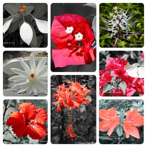 Red & White Florida Flower Foto Grußkarten Nachricht Karten leer - handgemachtes Set von 8 w / Umschlag - Fotografie aus Florida