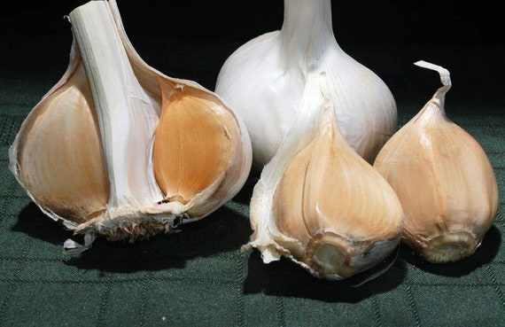Naturally Grown Elephant Garlic - Etsy
