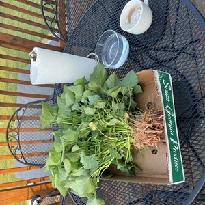 May include: A cardboard box labeled South Georgia Produce containing a large bundle of fresh green sweet potato vines with exposed roots, positioned on a black metal mesh table alongside a white paper towel roll, a glass bowl, and a white mug.