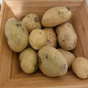 Yukon gold seed potatoes