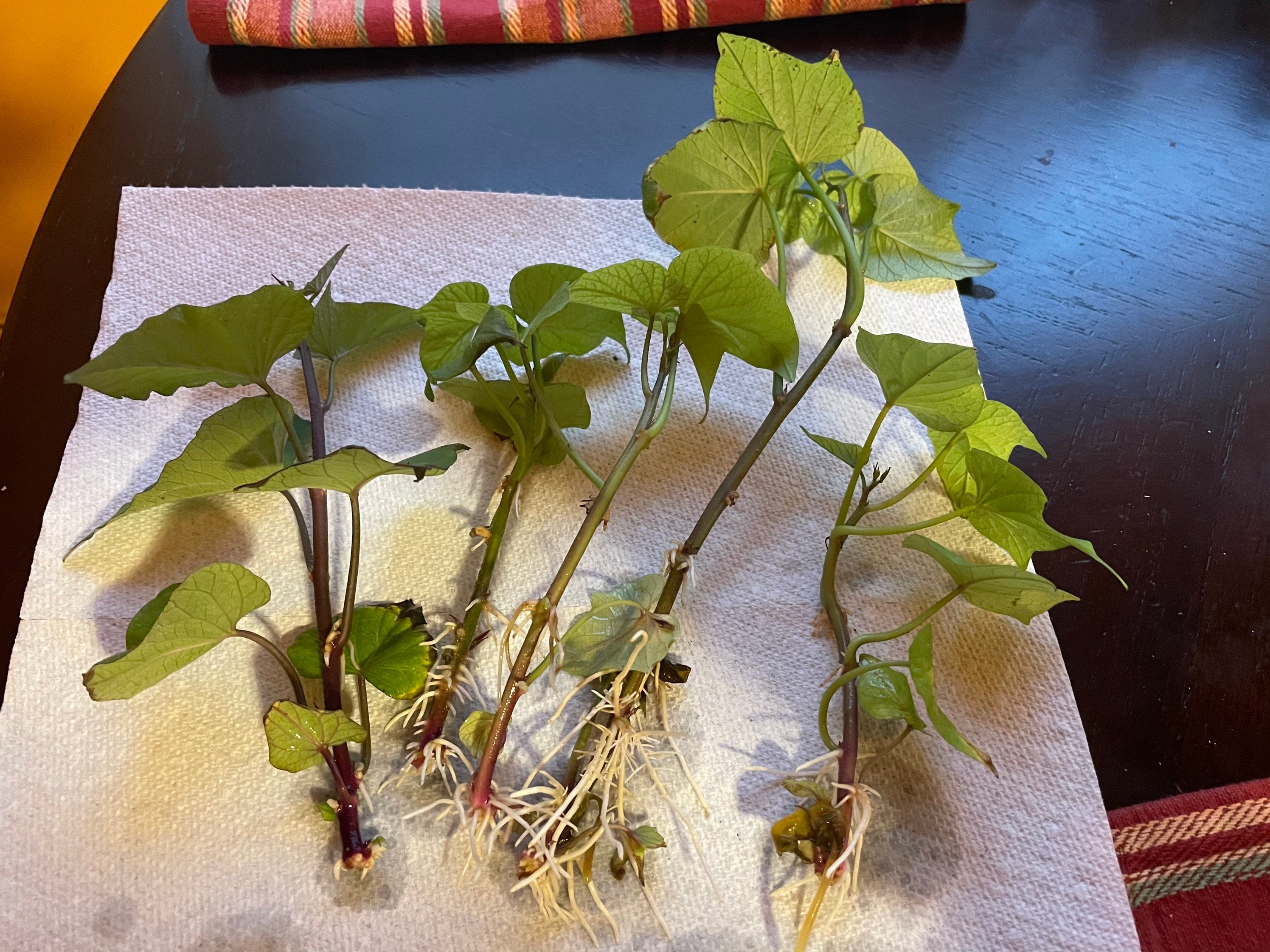 Japanese Purple Sweet Potato Slips