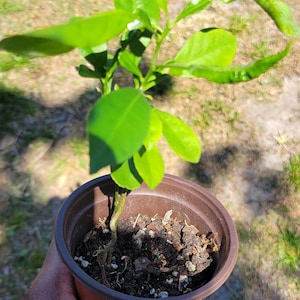 May include: A small green plant with a few leaves growing in a brown plastic pot. The plant is being held by a hand.