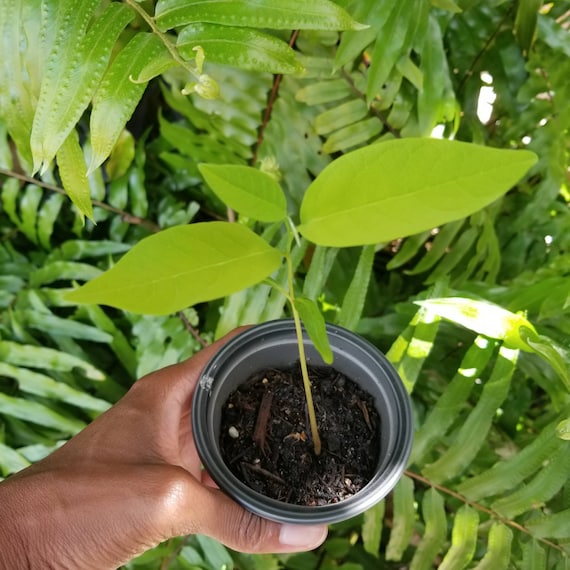 Sugar Apple Tree, Cachiman, Custard Apple - Etsy