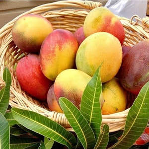 Haden Mango Tree, Mango Tree, Organic Mango, Seasonal Mango