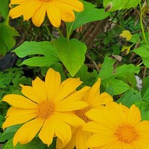 May include: Close-up of vibrant yellow flowers with multiple petals and a textured center. The flowers are surrounded by large, green leaves. The image captures the beauty of nature, showcasing the bright colors and intricate details of the blossoms.
