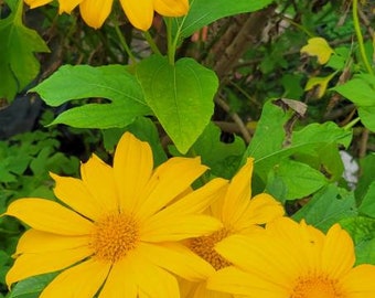 3 Mexican Sunflower Cuttings, Sunflower Cuttings, Tithonia Diversifolia