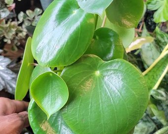 Peperomia Raindrop, House Plant, Indoor Plant