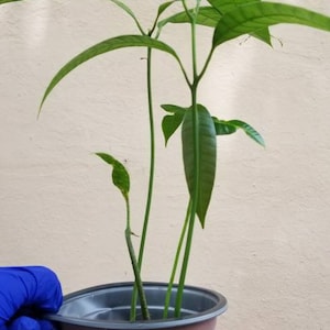 May include: A small green mango tree with multiple stems growing in a brown plastic pot.