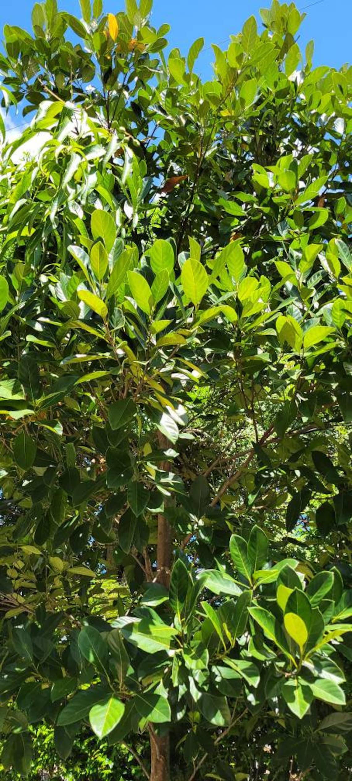 Organic Jackfruit Seeds Golden Pillow Jackfruit Jackfruit Etsy