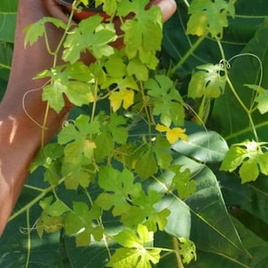 May include: A green vine plant with light green leaves growing in a black plastic pot. The plant is being held by a hand.