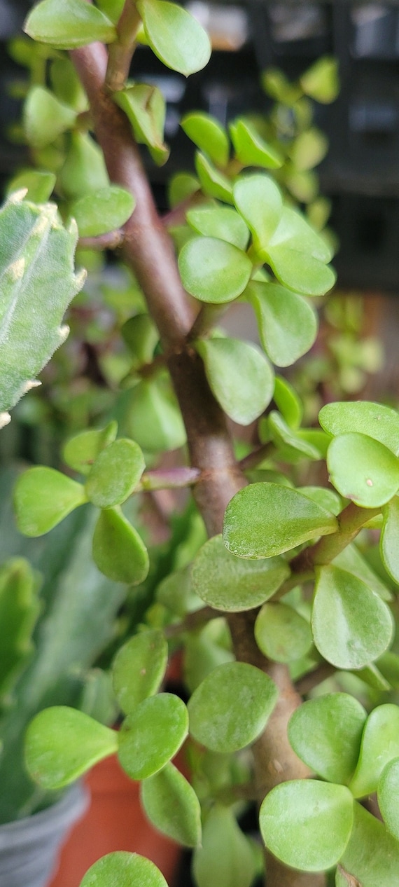 brigitta blueberry plants Brigitta Blueberry Plants (Potted / 2 Litre) main image 0