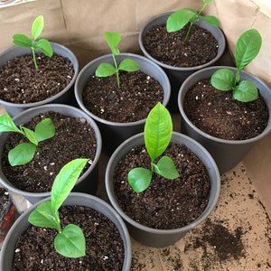 May include: Close-up of eight small gray pots with green seedlings growing in them. The pots are arranged in a circle on a brown surface.
