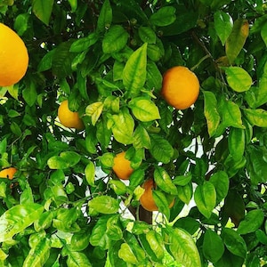 May include: A close-up of a citrus tree with ripe oranges hanging from the branches. The tree is full of green leaves and the oranges are a bright yellow color.