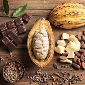 May include: A close-up of cocoa beans, cocoa nibs, cocoa butter, and chocolate bars. The cocoa beans are brown and have a rough texture. The cocoa nibs are small and dark brown. The cocoa butter is white and has a smooth texture. The chocolate bars are dark brown and have a smooth texture.