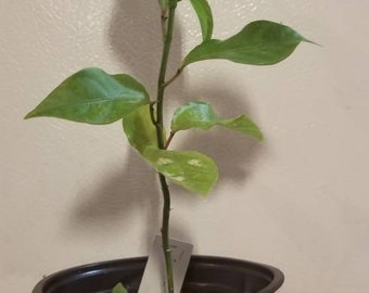 Organic Passion Fruit Plant, Passiflora edulis
