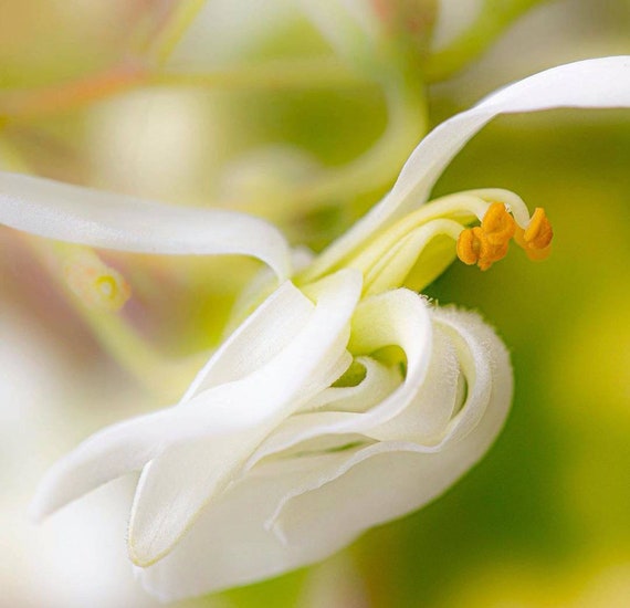 Moringa Plant, Moringa Tree - Etsy