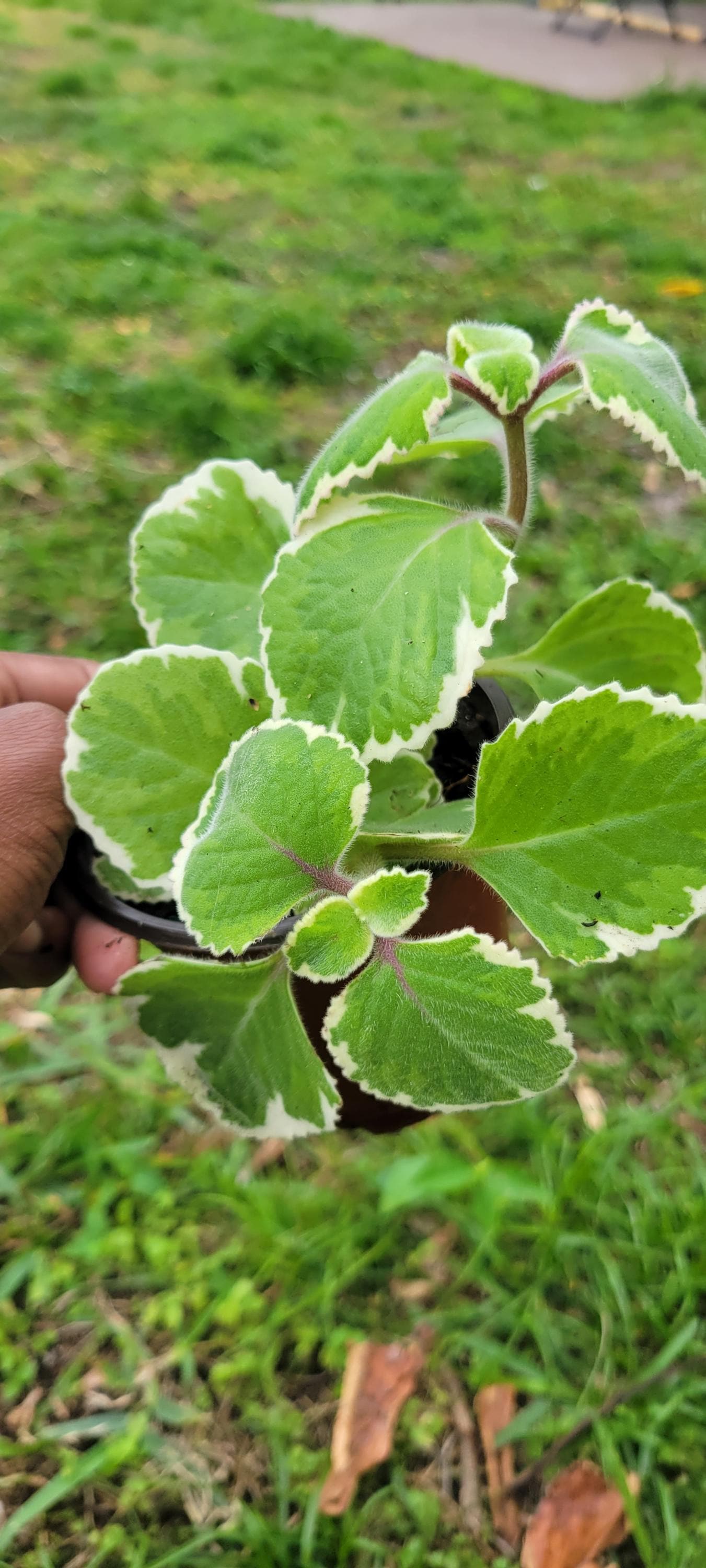 Oregano Plant, Fresh Herbs - Etsy