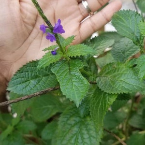 25 Seed- Blue Porterweed, Porterweed Seed, Stachytarpheta Jamaicensis, Herbal Leaves, Porter Weef Blue, blue snakeweed,Cayenne snakeweed