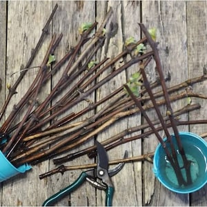 May include: A collection of brown cuttings with small green buds, some submerged in water within a turquoise bucket. A pair of green handled pruning shears rests nearby, suggesting gardening or propagation activities.