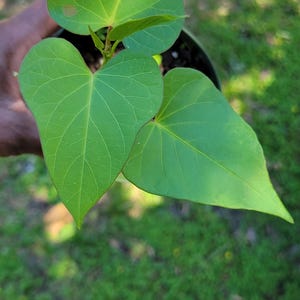 May include: A close-up of a small green plant with heart-shaped leaves. The plant is in a small pot and is being held by a hand.