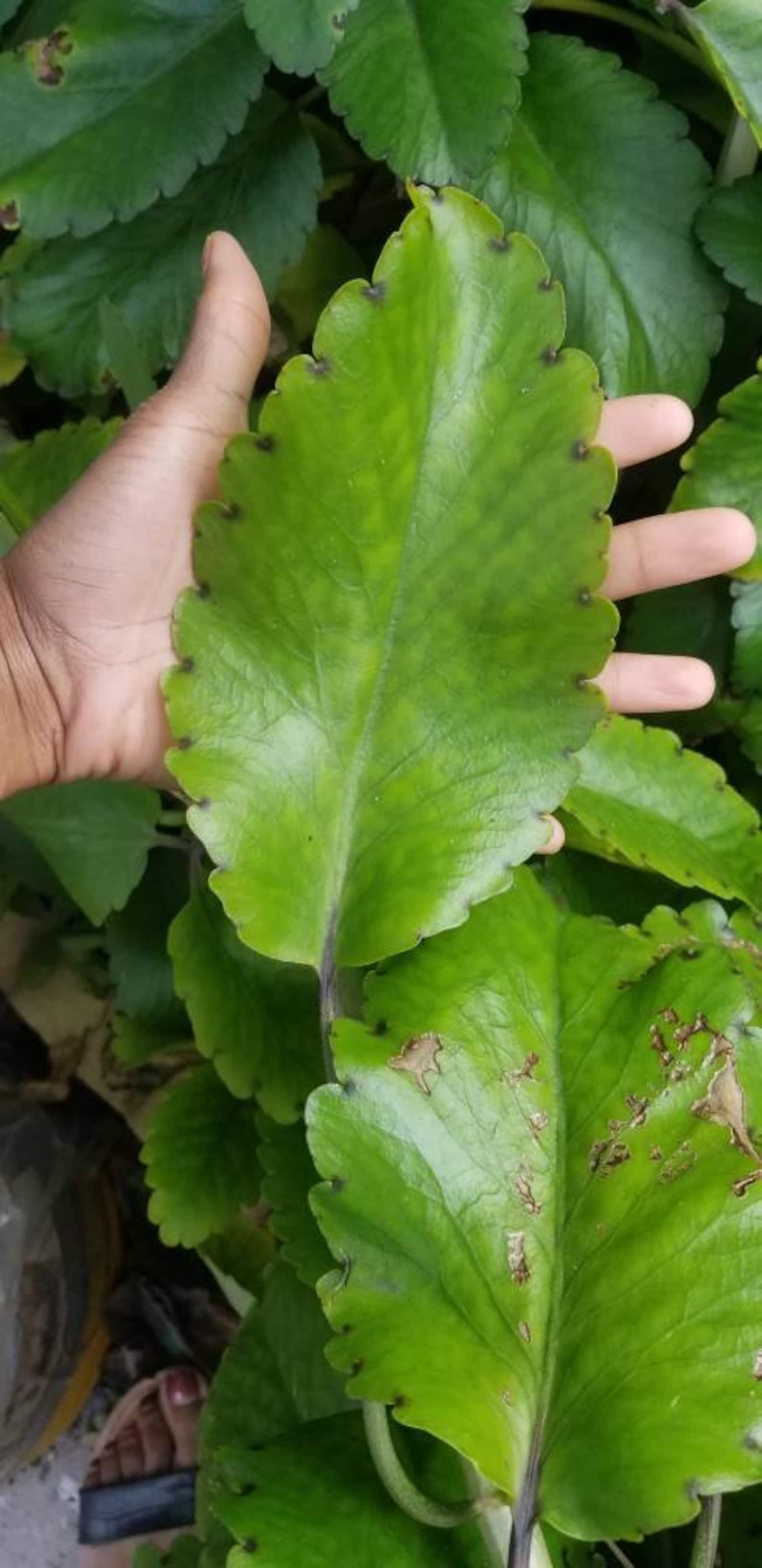Kalanchoe Pinnata Tea: Is This The Miracle Drink You'Ve Been Waiting For? - p05nh8p