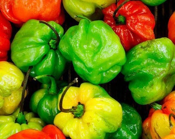 Scotch Bonnet Pepper Seeds