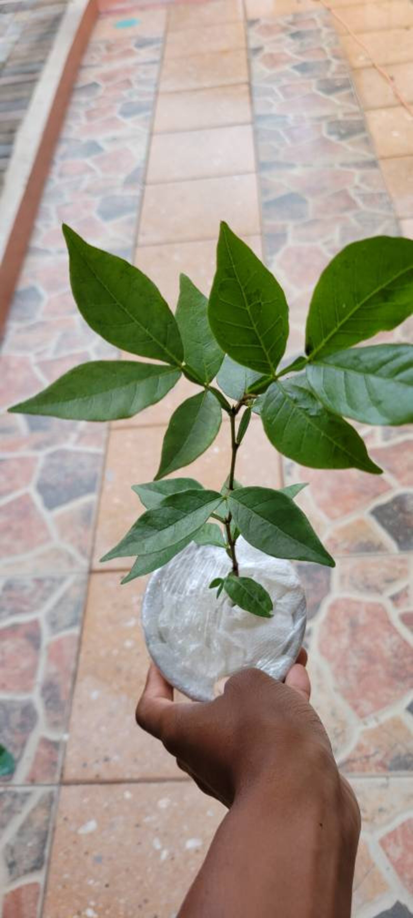 Ice Cream Bean Plant Ice Cream Bean Fruit Tree Etsy