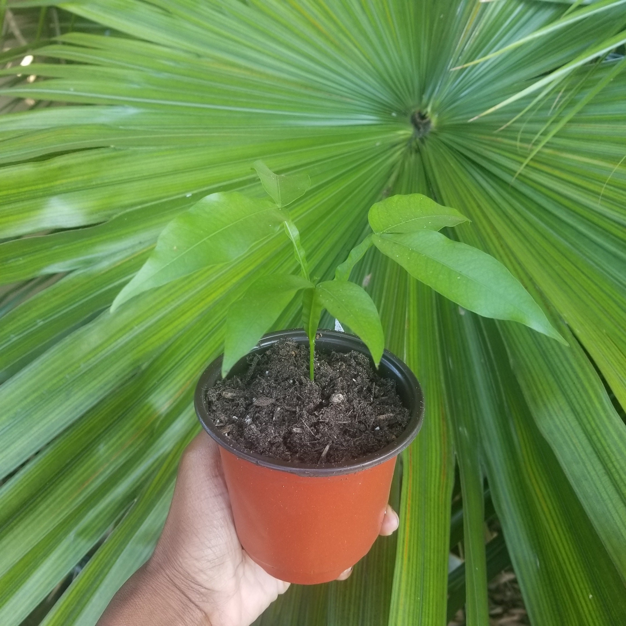 Organic Guinep Seedling Plant Kinnip Jamaica Spanish Lime Etsy