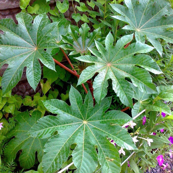 Organic Ricinus Leaves // Castor Oil // Castor Leaves, Maskiti