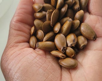 12 Fresh Soursop Seeds, Guanabana Plant