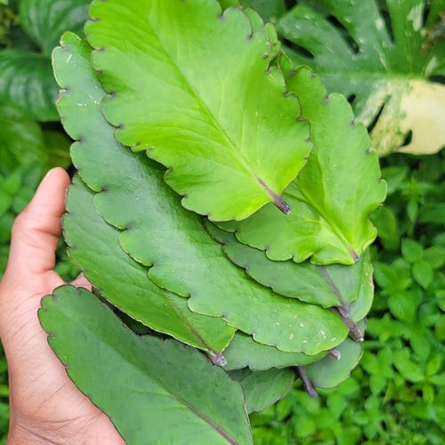 8 Miracle Leaf Kalanchoe Pinnata, Herbal Tea Plant