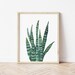 Snake Plant Watercolor Painting | Plant Art | 11x14 8x10 5x7