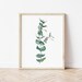 Eucalyptus Watercolor Painting | Plant Art | 11x14 8x10 5x7