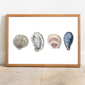 Clam Shell Study Watercolor Painting Print | Oyster | Clam | Mussel Shell Wall Art | 11x14 8x10 5x7