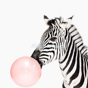 May include: A black and white zebra with a large pink bubble gum bubble in its mouth.