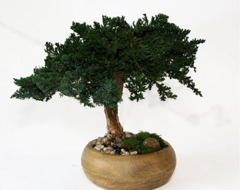 May include: A bonsai tree with dark green foliage and a brown trunk. The tree is planted in a round, wooden pot filled with small stones and moss. The bonsai is a miniature version of a larger tree.