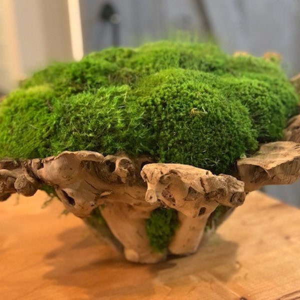 Branchy Bowl With Preserved Moss