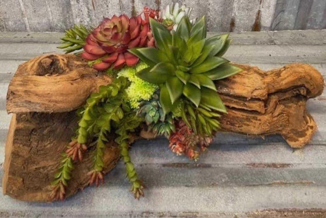 Cacti Succulent Log - Etsy