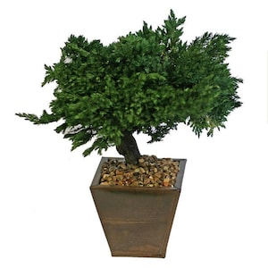 Perfect Bonsai for Home Decor